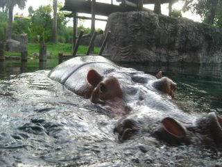 hippo